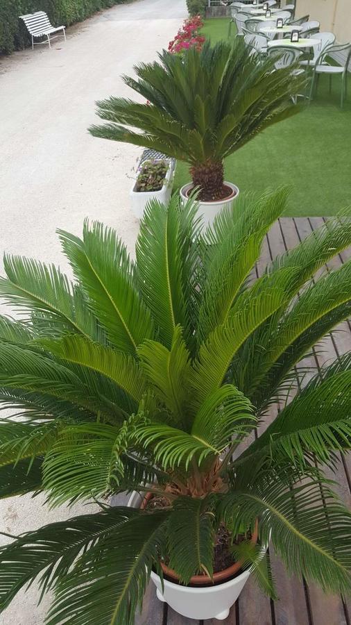 Hotel Villa Cesira Bellaria-Igea Marina Dış mekan fotoğraf